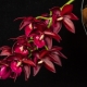 Katasetum orchidei: opis i pielęgnacja