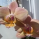 Orchidea Legato: opis i pielęgnacja
