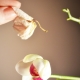 Orchidea wyblakła: co dalej?