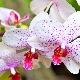 Orchidea: odmiany, wskazówki dotyczące wyboru i uprawy