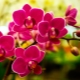 Orchidea: ojczyzna i historia