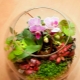 Orchidea w kolbie: cechy i zasady uprawy