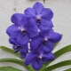 Orchidea Vanda: opis i pielęgnacja w domu