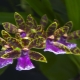 Storczyk Zygopetalum: opis i pielęgnacja w domu