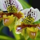 Paphiopedilum: opis, rodzaje i uprawa
