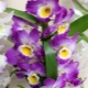 Przeszczep orchidei Dendrobium