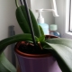 Dlaczego orchidea nie kwitnie w domu i co z tym zrobić?