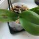 Plamy na liściach orchidei: przyczyny i zasady leczenia