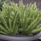Sansevieria cylindryczna: cechy, rodzaje, zasady pielęgnacji
