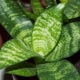Sansevieria Hanni: opis różnorodności i cech opieki