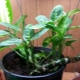 Metody hodowlane dieffenbachia