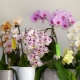 Rodzaje i odmiany storczyków Phalaenopsis