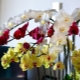 Wszystko o łodydze kwiatu orchidei
