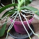Wszystko o korzeniach orchidei