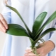 Wszystko o liściach orchidei
