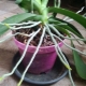 Wszystko o korzeniach powietrznych orchidei