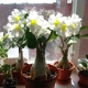 Adenium: opis, rodzaje i pielęgnacja w domu
