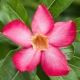  Obesum adenium (Obesum): opis i pielęgnacja w domu