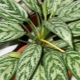 Aglaonema: opis, opieka domowa i reprodukcja