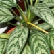Aglaonema Silver: opis odmian, opieka domowa