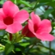 Allamanda: charakterystyka, odmiany i uprawa