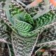 Różnorodny aloes: opis i pielęgnacja w domu