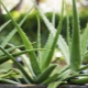Aloe vera: jak wygląda, jak przeszczepić i odpowiednio pielęgnować?
