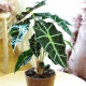 Alocasia: description et règles des soins à domicile