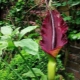 Koniak Amorphophallus: jak wygląda, zasady opieki