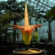 Amorphophallus titanic