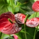 Anthurium Andre: rodzaje i pielęgnacja w domu