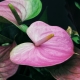 Anthurium Scherzer: odmiany, sadzenie i pielęgnacja