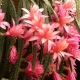 Aporocactus: odmiany i pielęgnacja domowa