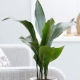 Aspidistra: opis, odmiany i zalecenia pielęgnacyjne