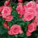Begonia elatior: gatunek, pielęgnacja i rozmnażanie