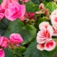 Begonia bulwiasta: opis, rodzaje i subtelności pielęgnacji