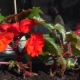 Begonia Non-stop: opis, rodzaje i uprawa