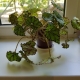 Begonia tygrysia: opis, sadzenie i pielęgnacja
