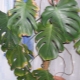 Choroby Monstera, ich przyczyny i leczenie
