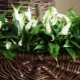 Choroby Spathiphyllum i metody leczenia