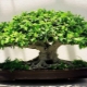 Ficus bonsai: jak to zrobić i jak się nim opiekować?