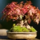 Klonowe bonsai: odmiany i ich opis