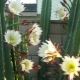 Cereus Peruvian: opis, subtelności sadzenia i pielęgnacji