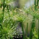 Cyperus: gatunek, rozmnażanie i pielęgnacja w domu