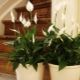Kwiat Spathiphyllum (szczęście kobiet): rodzaje, pielęgnacja i rozmnażanie