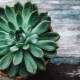 Echeveria: opis, pielęgnacja i reprodukcja w domu