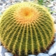Echinocactus Gruzona: opis, rodzaje i pielęgnacja