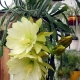 Epiphyllum: charakterystyka, rodzaje, uprawa i rozmnażanie