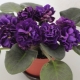 Violet Black Pearl: opis odmiany, cechy sadzenia i pielęgnacji