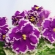 Violet Kira: opis i uprawa